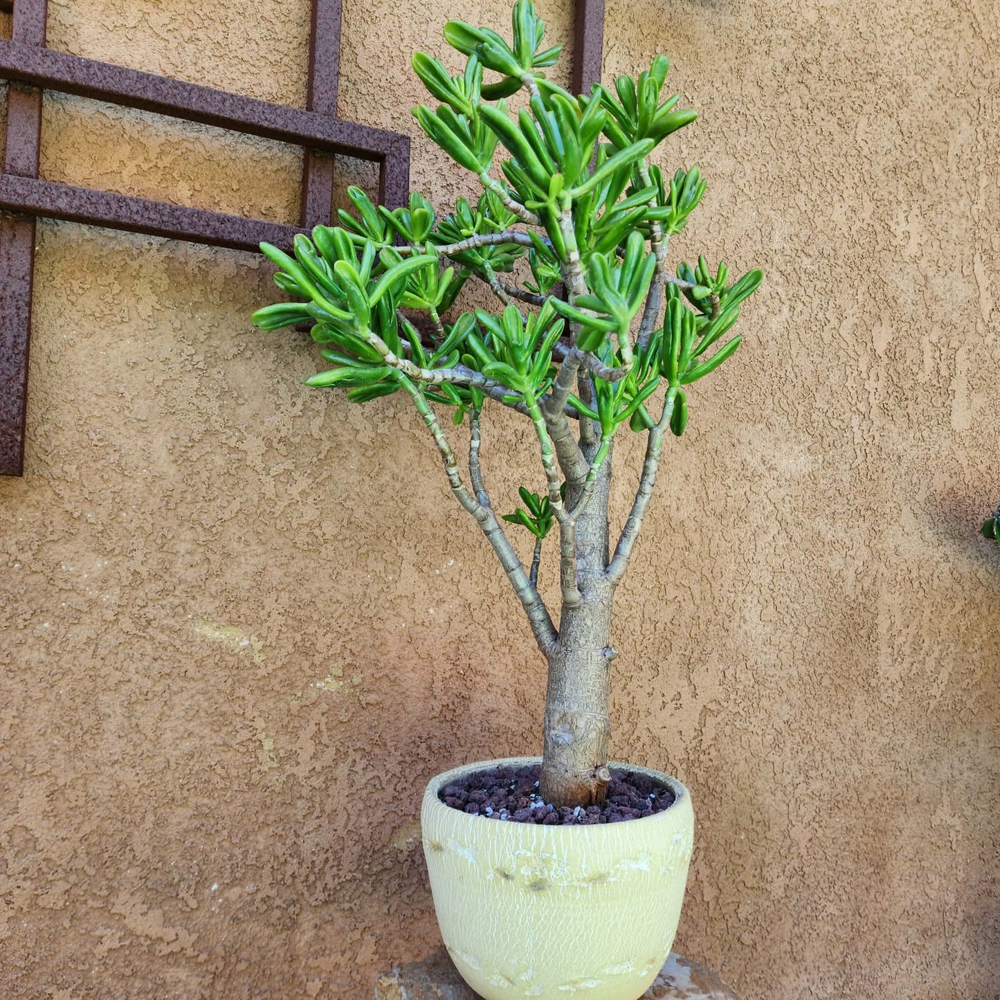 Crassula ovata 'Gollum' - Gollum Jade Tree (Old) - 30" Tall!