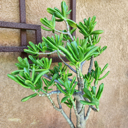 Crassula ovata 'Gollum' - Gollum Jade Tree (Old) - 30" Tall!