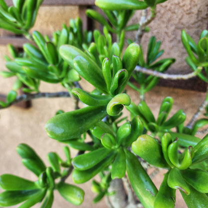 Crassula ovata 'Gollum' - Gollum Jade Tree (Old) - 30" Tall!