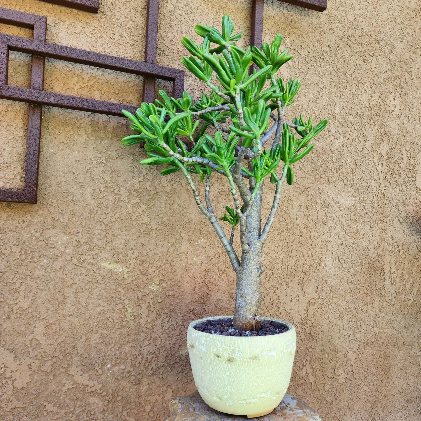 Crassula ovata 'Gollum' - Gollum Jade Tree (Old) - 30" Tall!