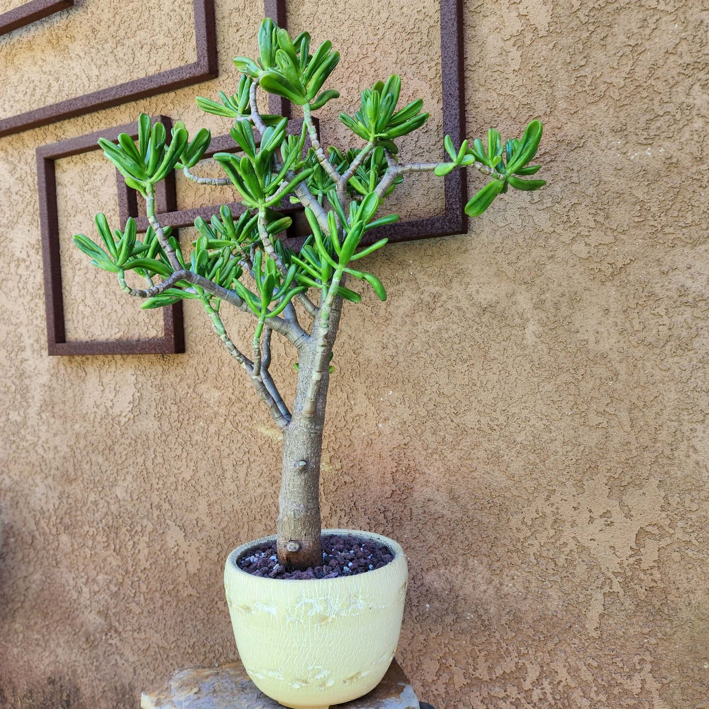 Crassula ovata 'Gollum' - Gollum Jade Tree (Old) - 30" Tall!