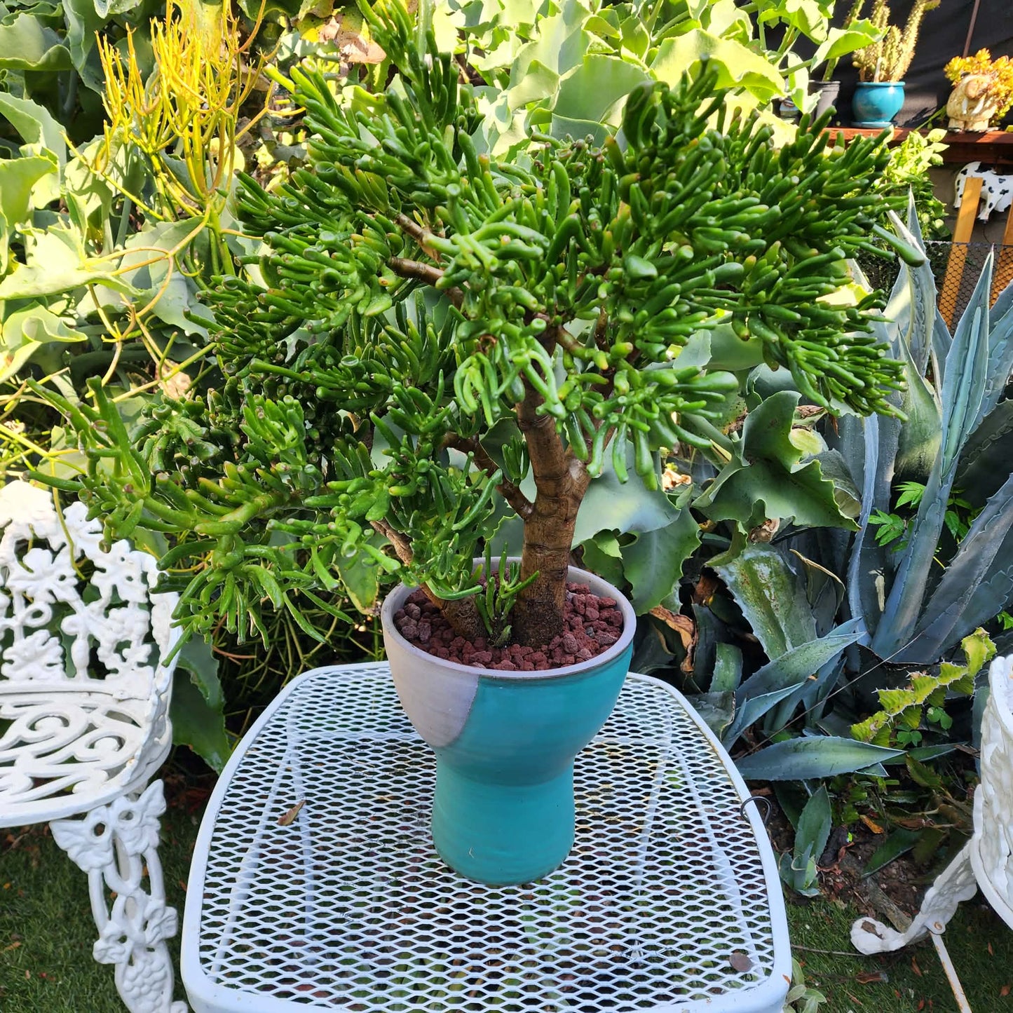 Crassula ovata 'Gollum' - Gollum Jade Tree (Old)