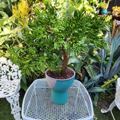 Crassula ovata 'Gollum' - Gollum Jade Tree (Old)