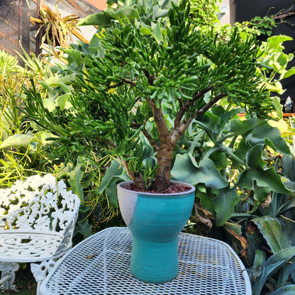 Crassula ovata 'Gollum' - Gollum Jade Tree (Old)