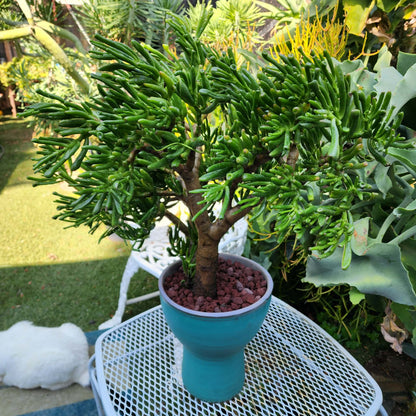 Crassula ovata 'Gollum' - Gollum Jade Tree (Old)