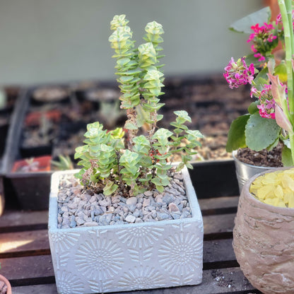 Cement Planter - Engraved - Square