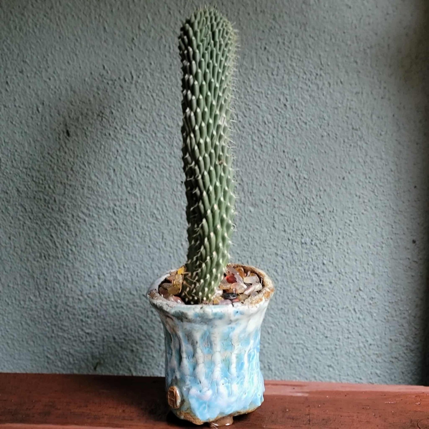 Cylindropuntia fulgida var. mamillata f. monstrosa - Boxing Glove Cactus