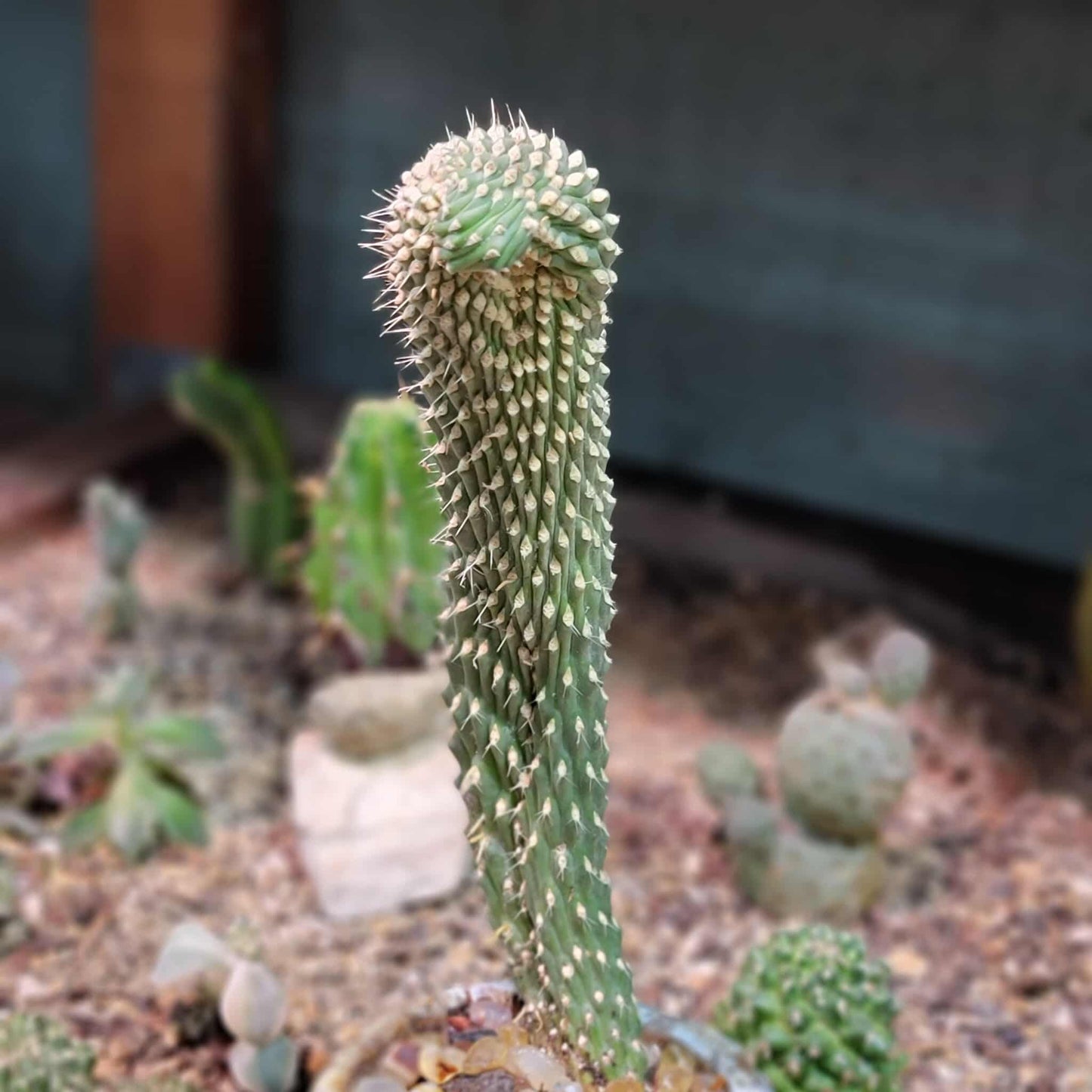 Cylindropuntia fulgida var. mamillata f. monstrosa - Boxing Glove Cactus