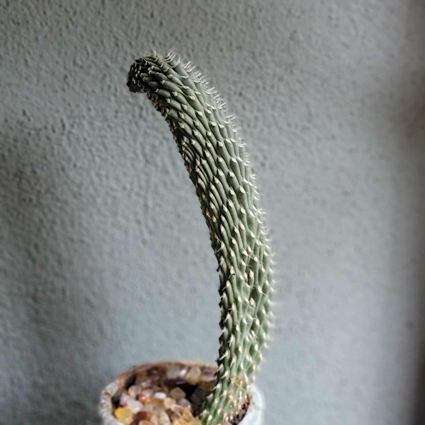 Cylindropuntia fulgida var. mamillata f. monstrosa - Boxing Glove Cactus