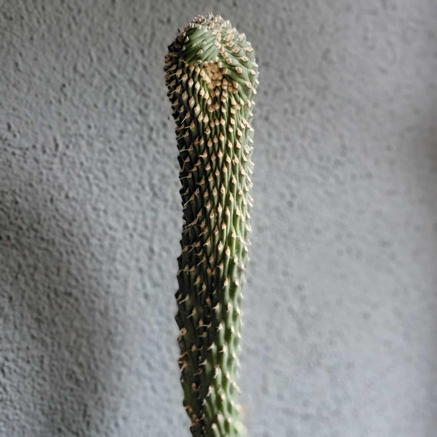 Cylindropuntia fulgida var. mamillata f. monstrosa - Boxing Glove Cactus