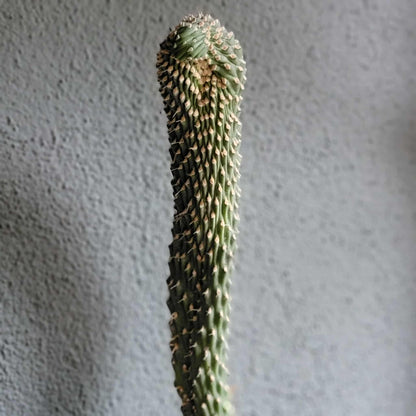 Cylindropuntia fulgida var. mamillata f. monstrosa - Boxing Glove Cactus