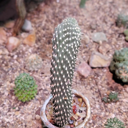 Cylindropuntia fulgida var. mamillata f. monstrosa - Boxing Glove Cactus