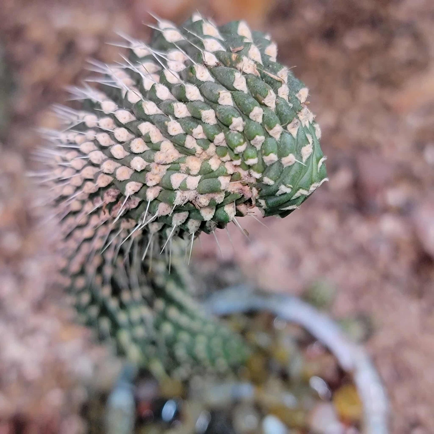 Cylindropuntia fulgida var. mamillata f. monstrosa - Boxing Glove Cactus