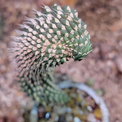 Cylindropuntia fulgida var. mamillata f. monstrosa - Boxing Glove Cactus