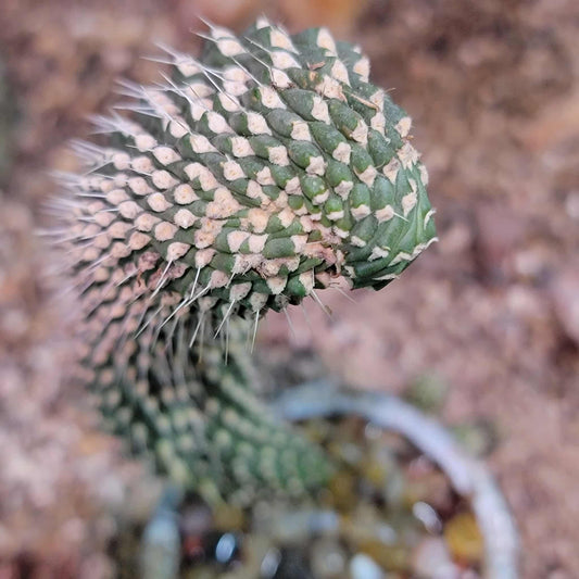Cylindropuntia fulgida var. mamillata f. monstrosa - Boxing Glove Cactus