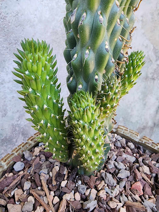 Cylindropuntia fulgida var. mamillata f. monstrosa - Boxing Glove Cactus