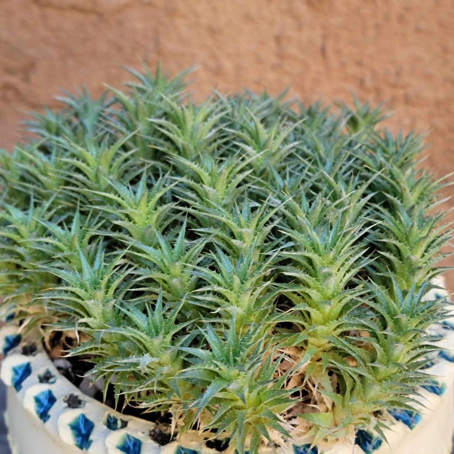 Deuterocohnia brevifolia