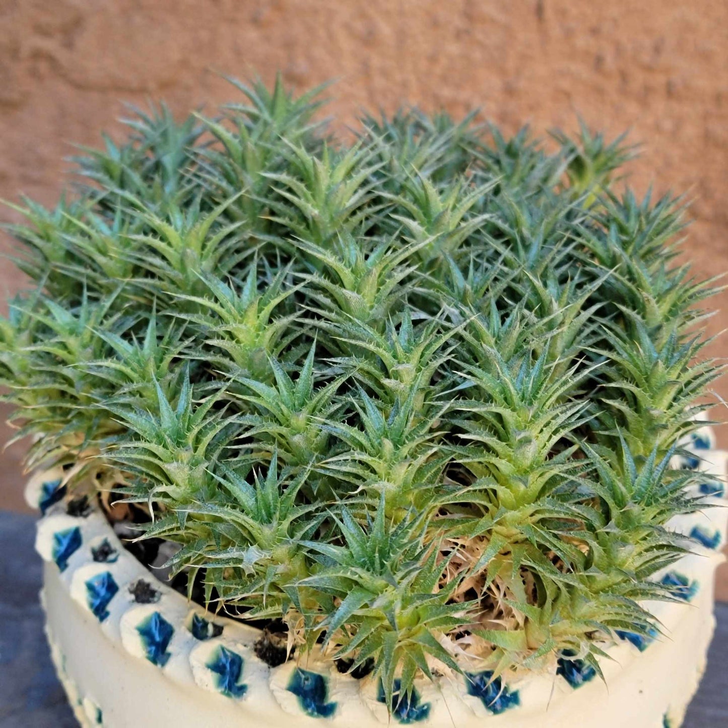 Deuterocohnia brevifolia