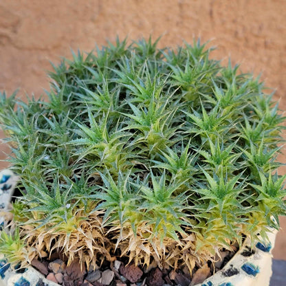 Deuterocohnia brevifolia