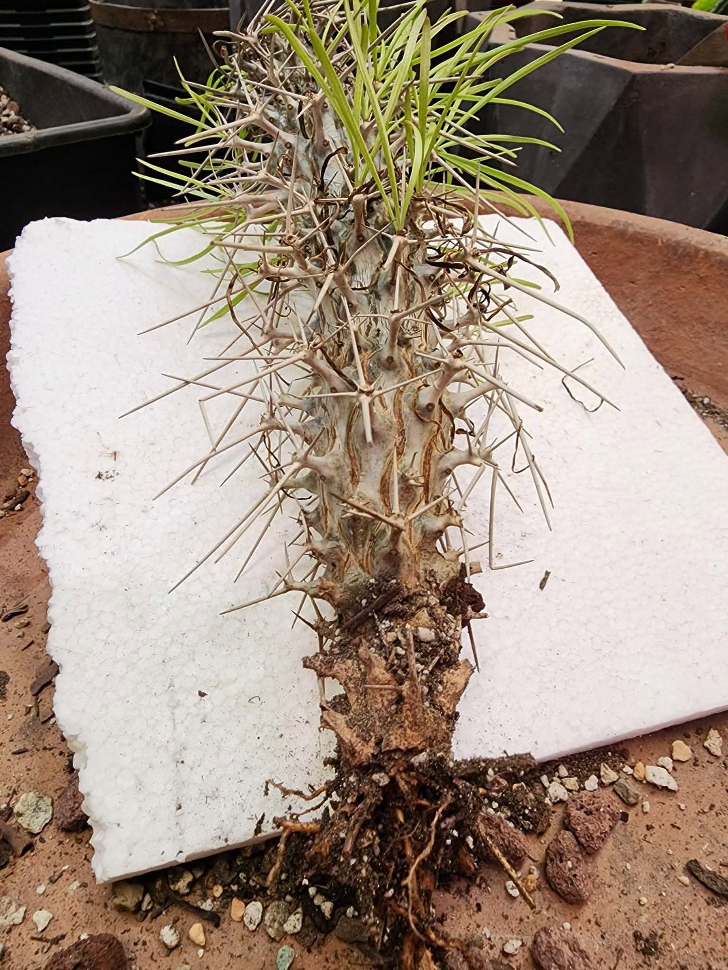 Didierea madagascariensis - Octopus Tree