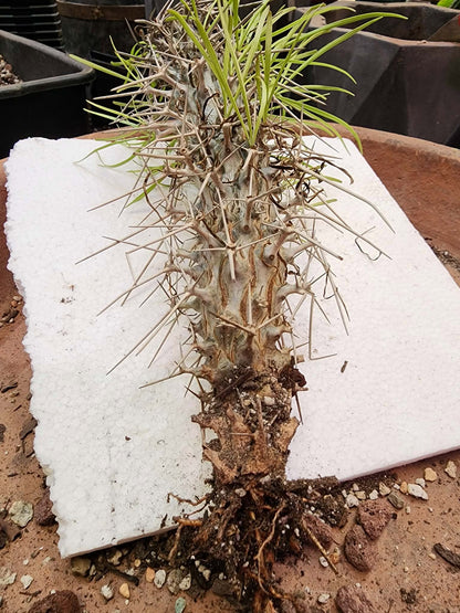Didierea madagascariensis - Octopus Tree