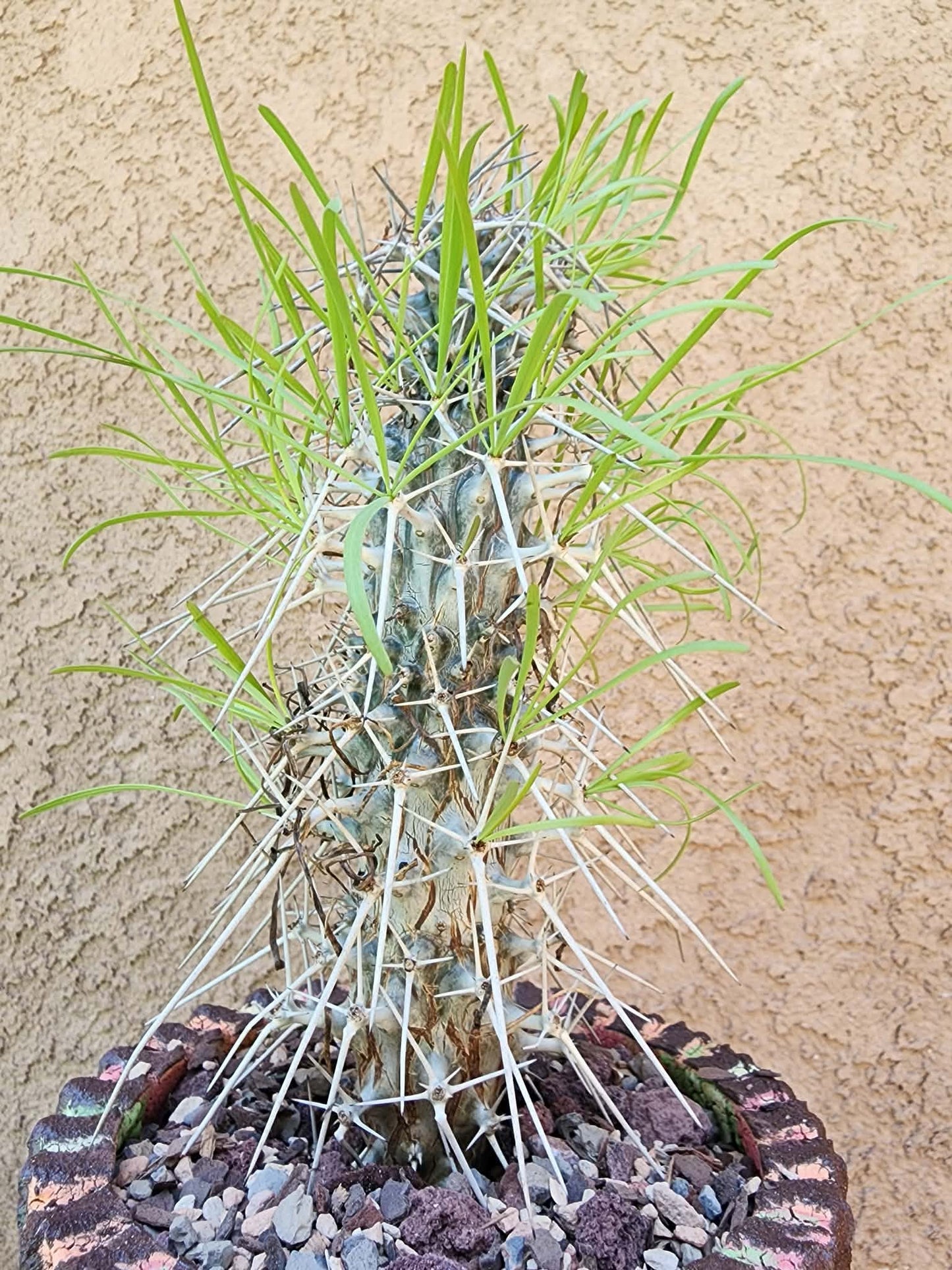 Didierea madagascariensis - Octopus Tree