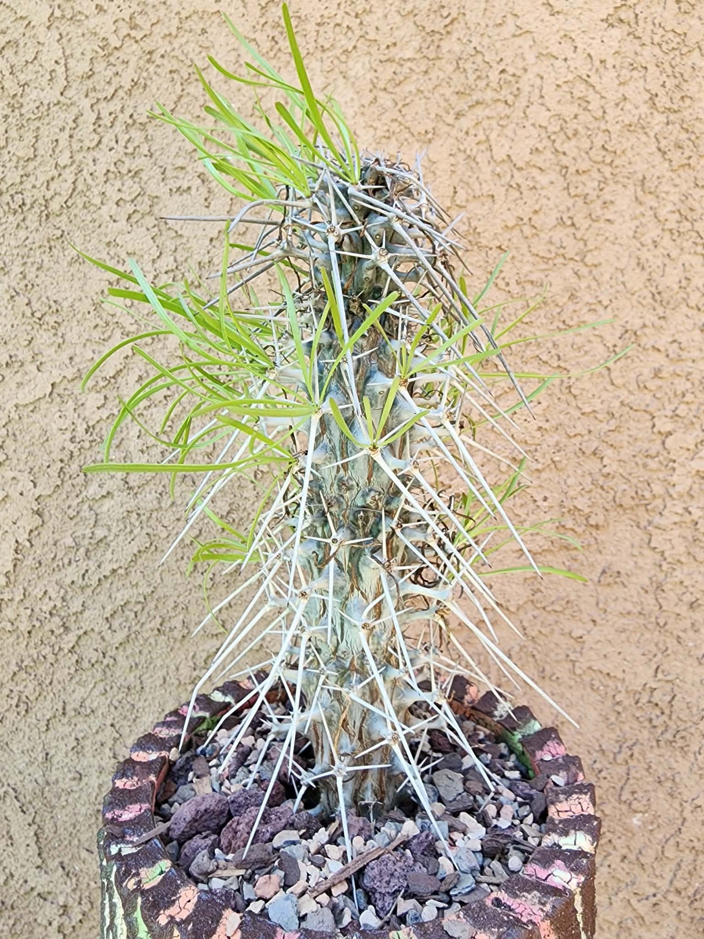 Didierea madagascariensis - Octopus Tree