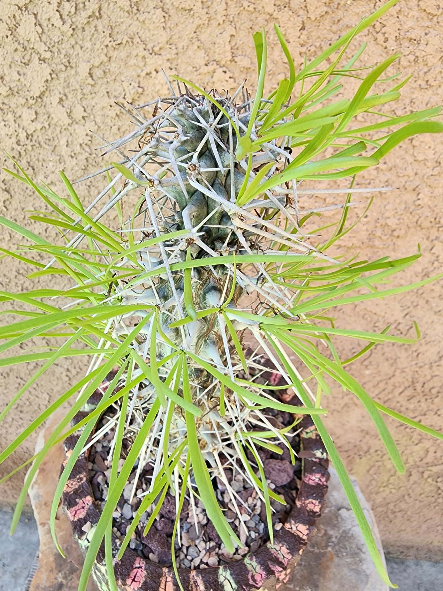 Didierea madagascariensis - Octopus Tree
