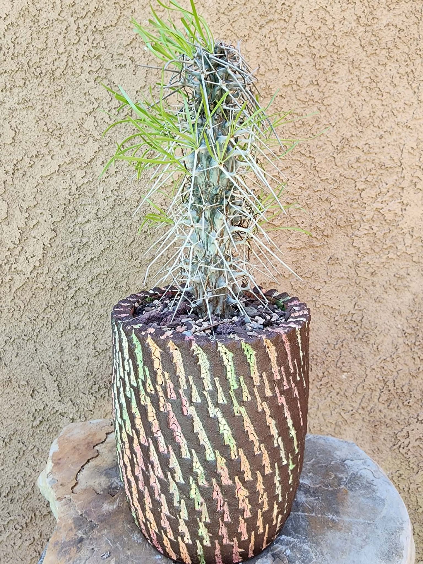 Didierea madagascariensis - Octopus Tree