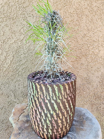 Didierea madagascariensis - Octopus Tree