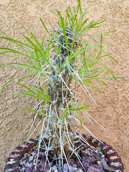 Didierea madagascariensis - Octopus Tree