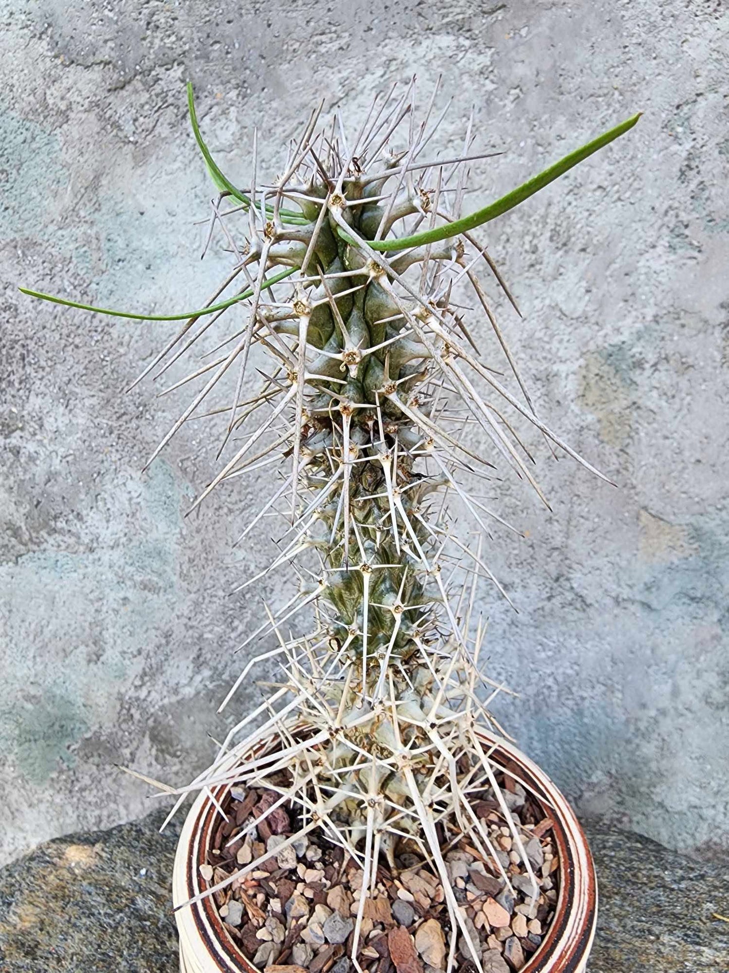 Didierea madagascariensis - Octopus Tree