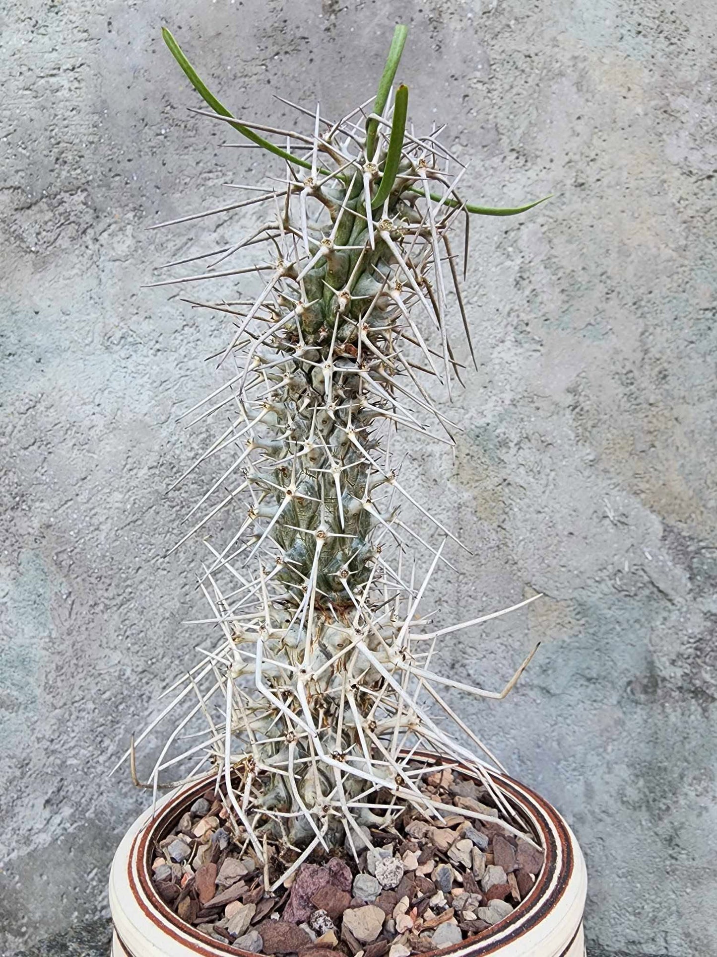 Didierea madagascariensis - Octopus Tree