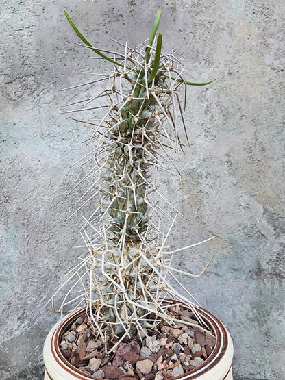 Didierea madagascariensis - Octopus Tree