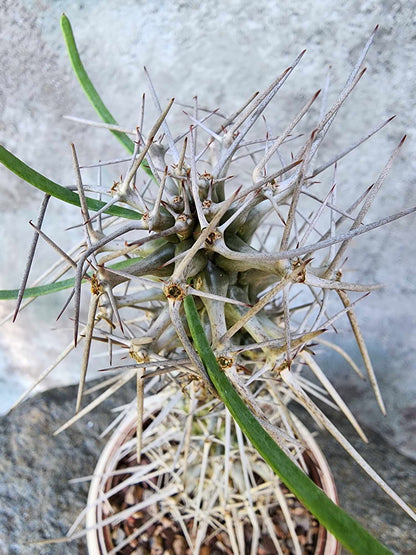 Didierea madagascariensis - Octopus Tree