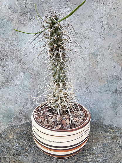 Didierea madagascariensis - Octopus Tree