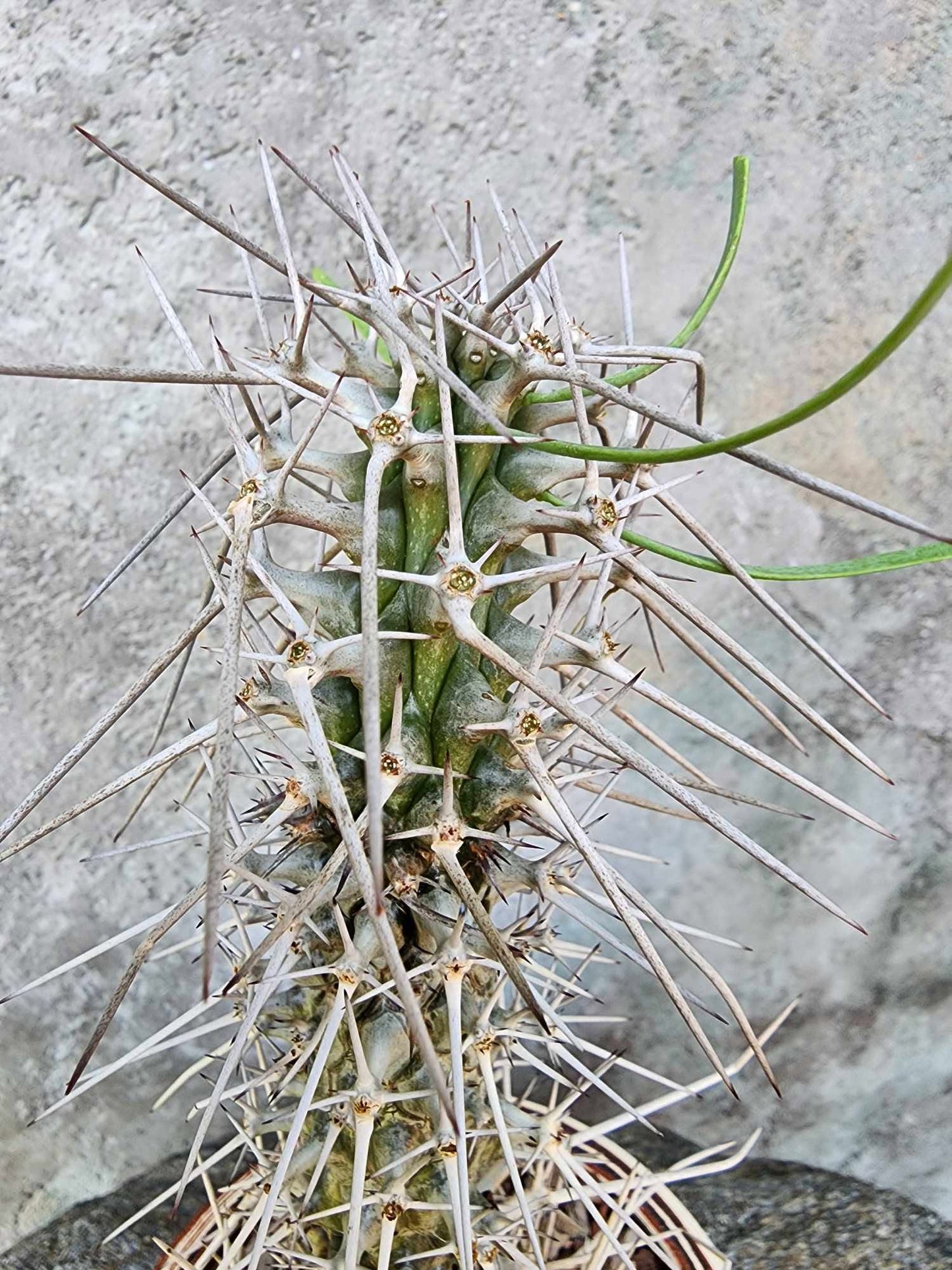 Didierea madagascariensis - Octopus Tree