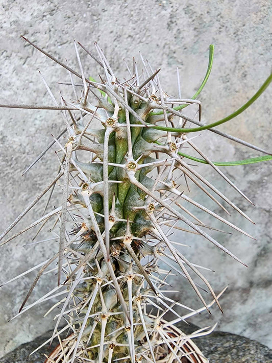 Didierea madagascariensis - Octopus Tree