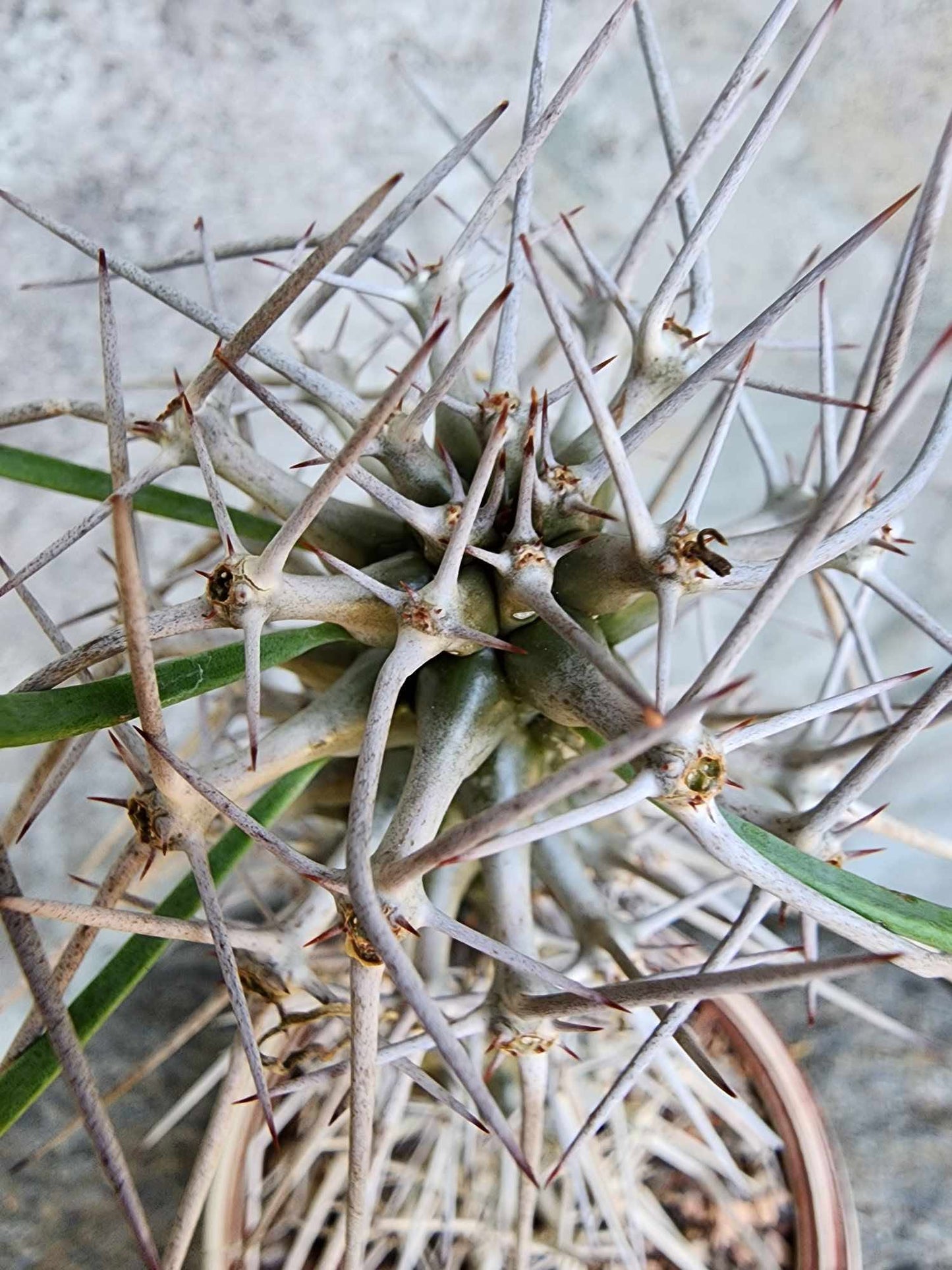 Didierea madagascariensis - Octopus Tree