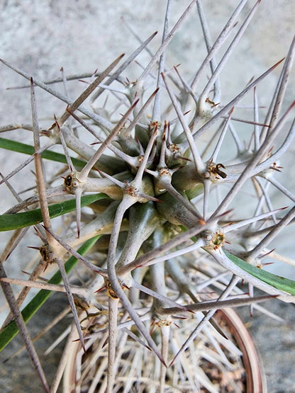 Didierea madagascariensis - Octopus Tree