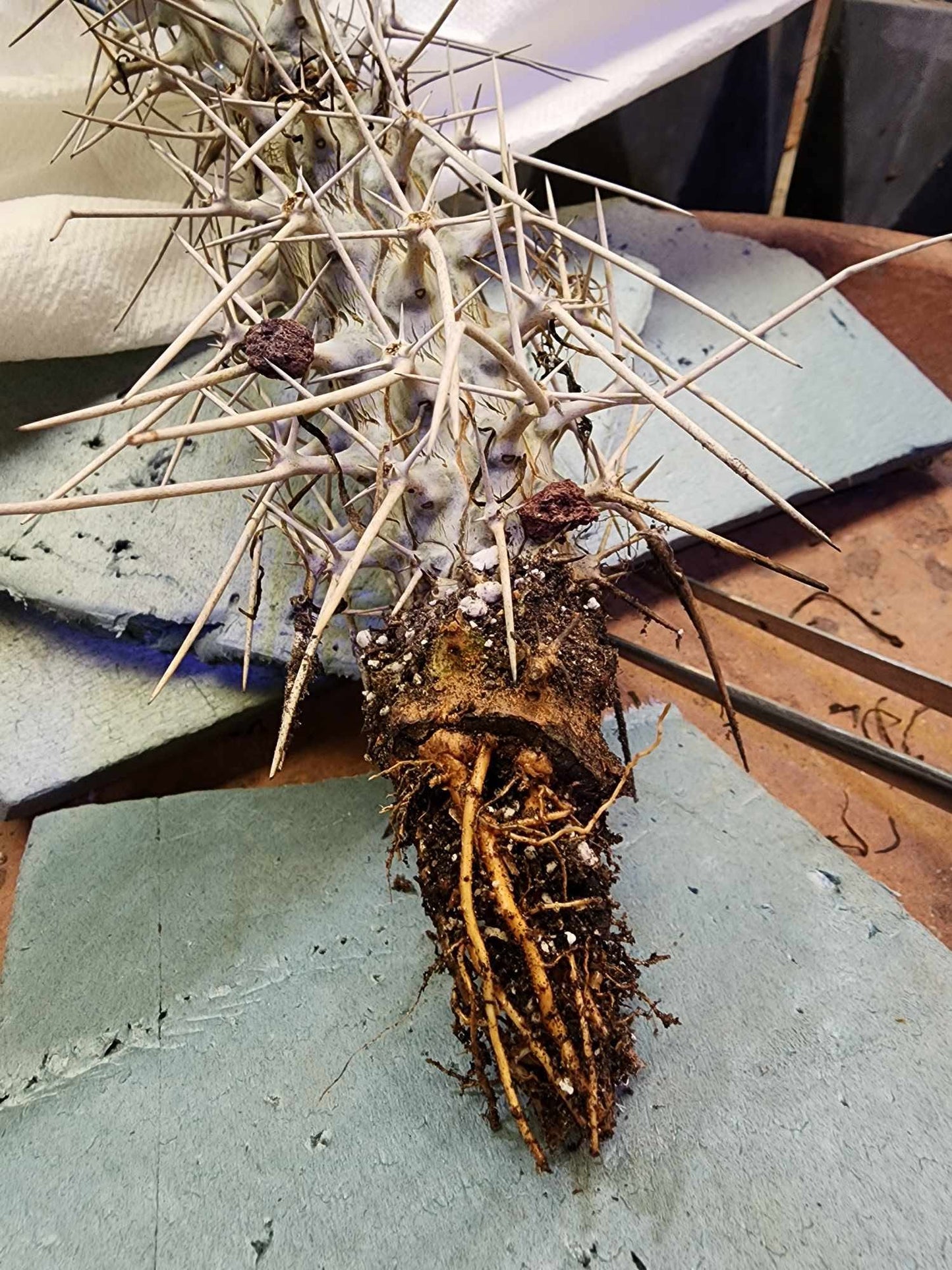 Didierea madagascariensis - Octopus Tree