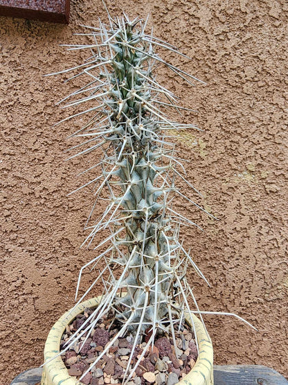 Didierea madagascariensis - Octopus Tree