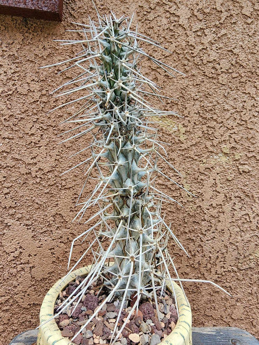 Didierea madagascariensis - Octopus Tree