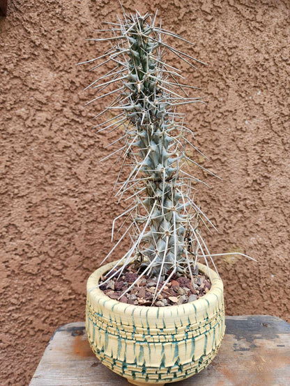 Didierea madagascariensis - Octopus Tree