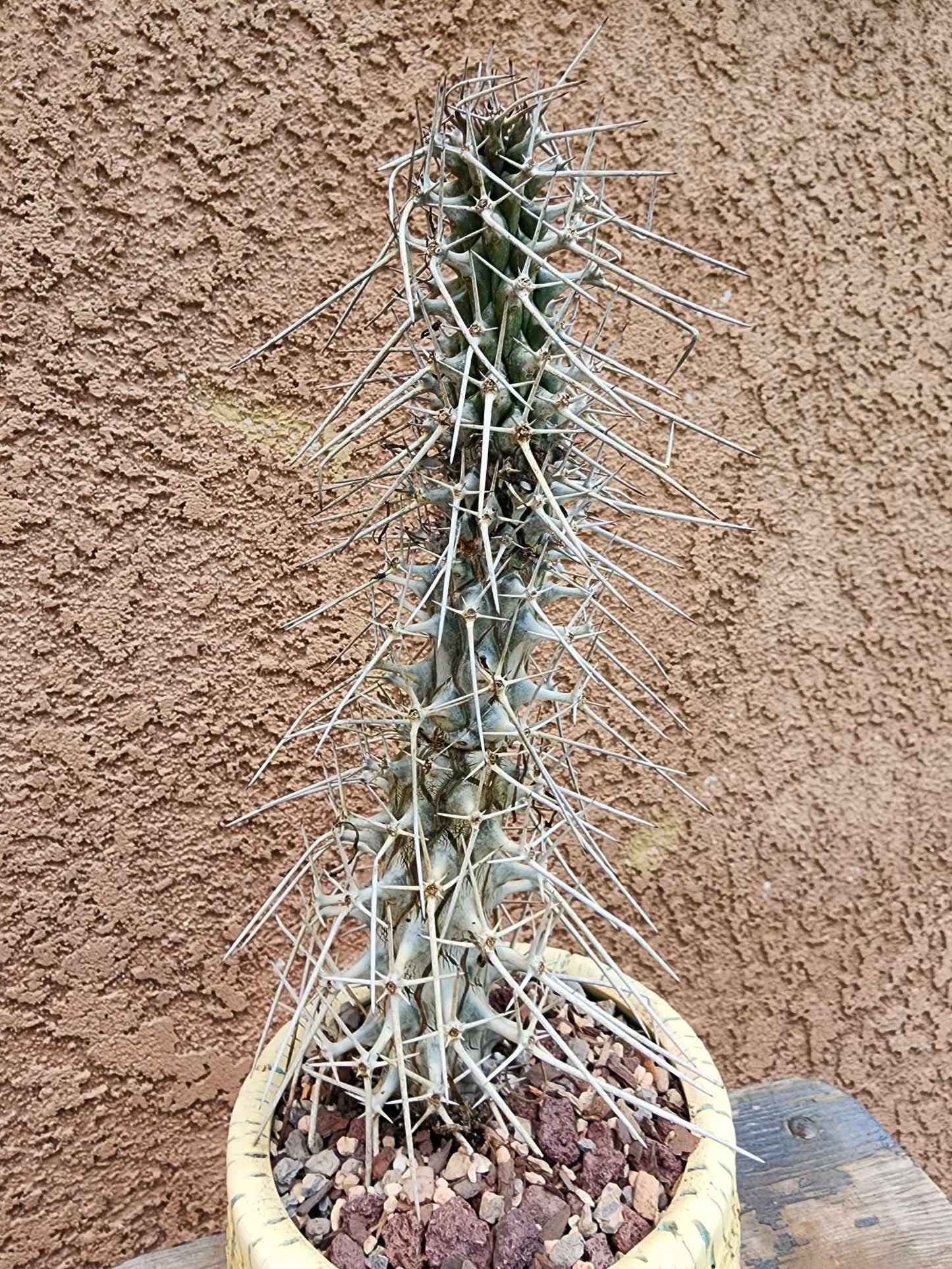 Didierea madagascariensis - Octopus Tree