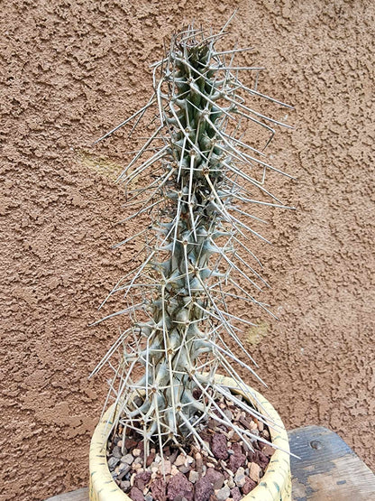 Didierea madagascariensis - Octopus Tree