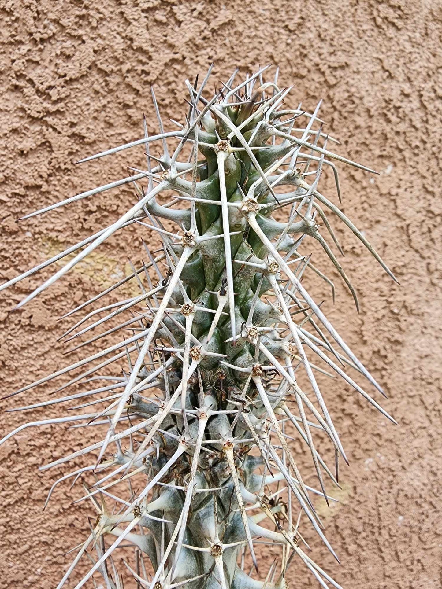 Didierea madagascariensis - Octopus Tree