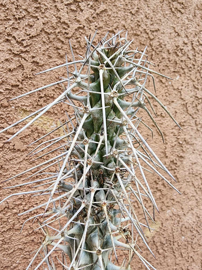 Didierea madagascariensis - Octopus Tree