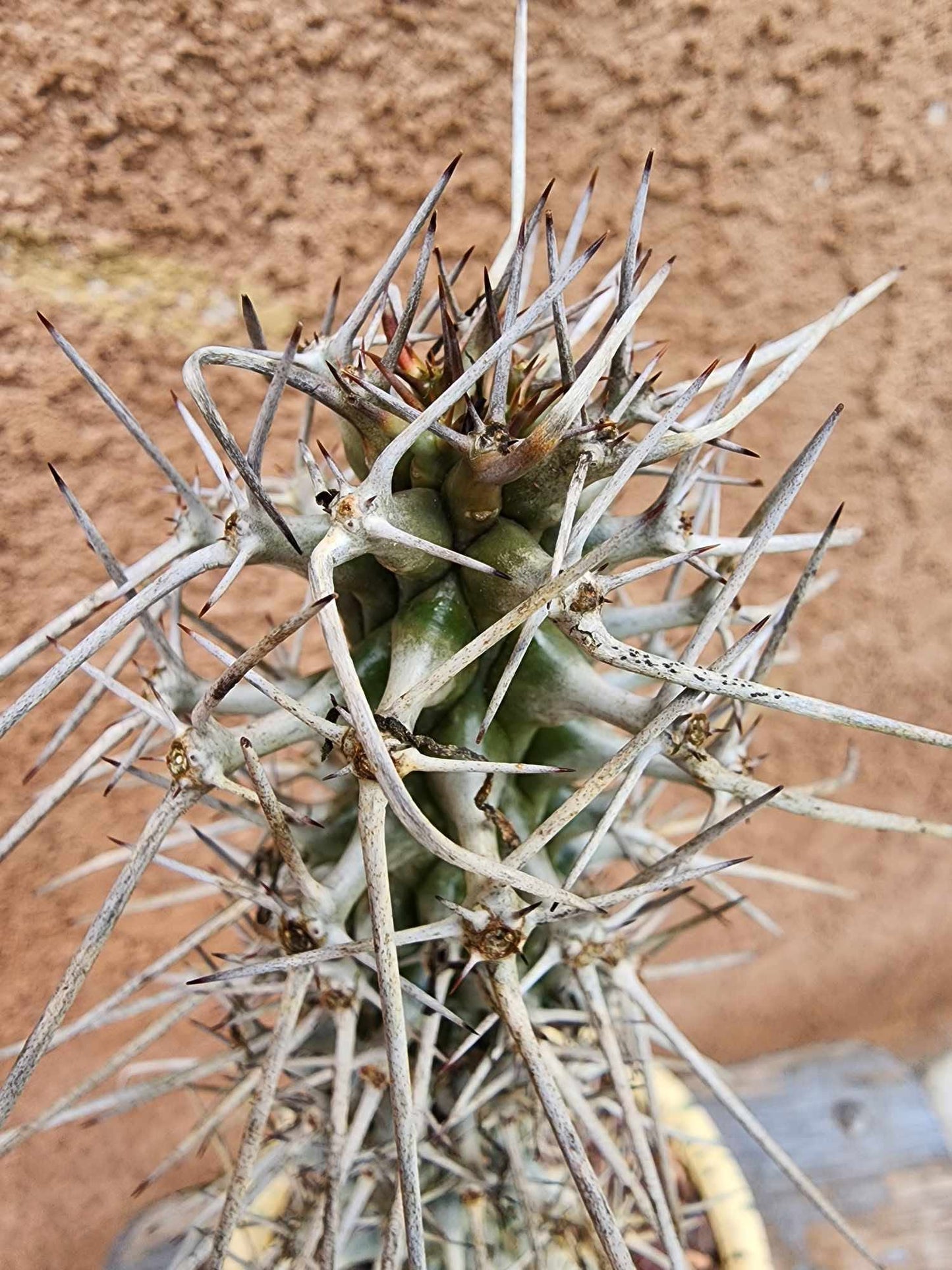 Didierea madagascariensis - Octopus Tree