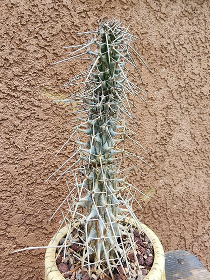 Didierea madagascariensis - Octopus Tree